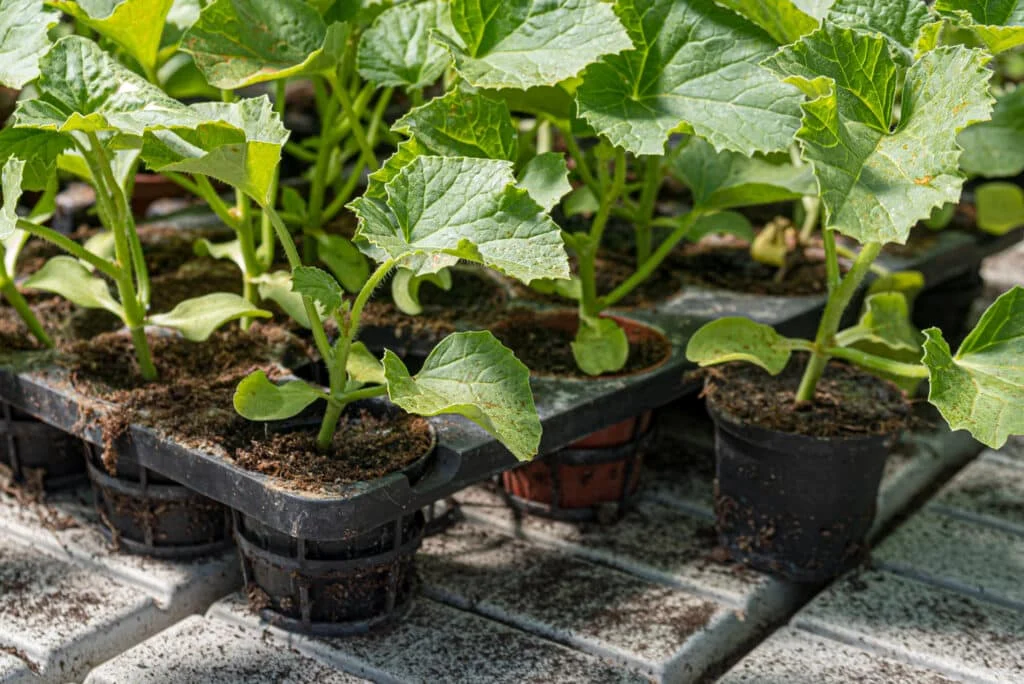 Healthy winter squash seedlings growing in nursery trays under ideal indoor conditions. Providing the right light and warmth ensures strong transplants.