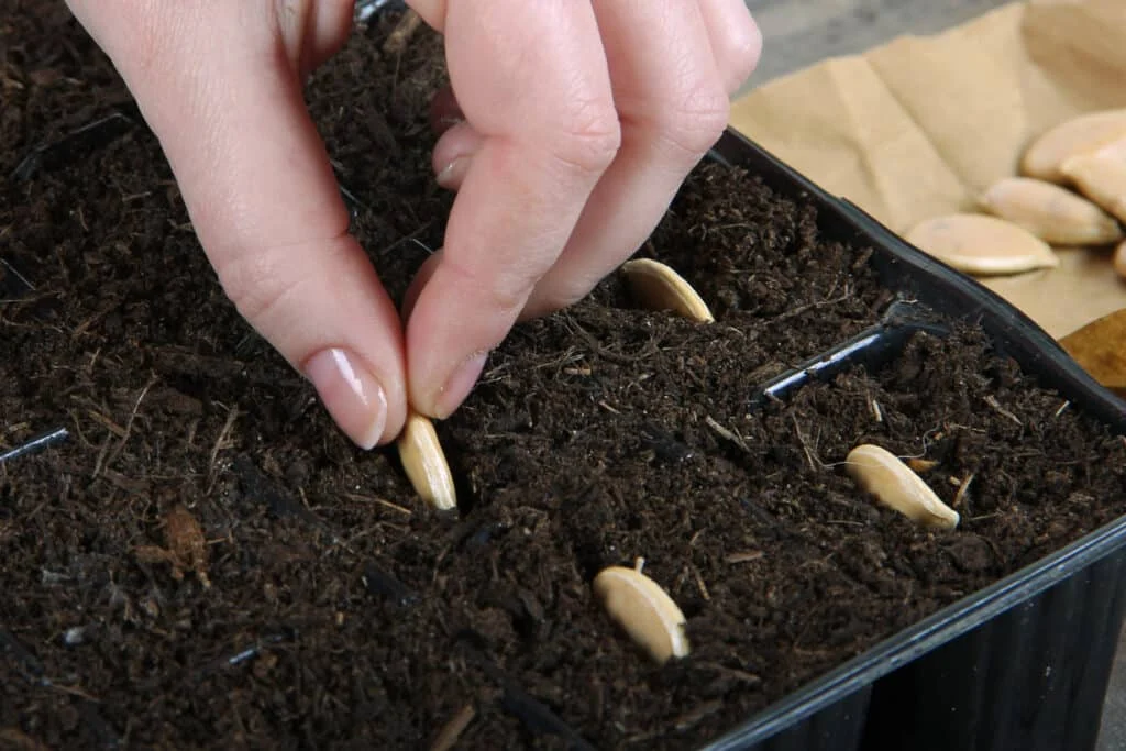 A gardener planting winter squash seeds in seed trays filled with seed-starting mix. Proper spacing and depth are key to successful germination.