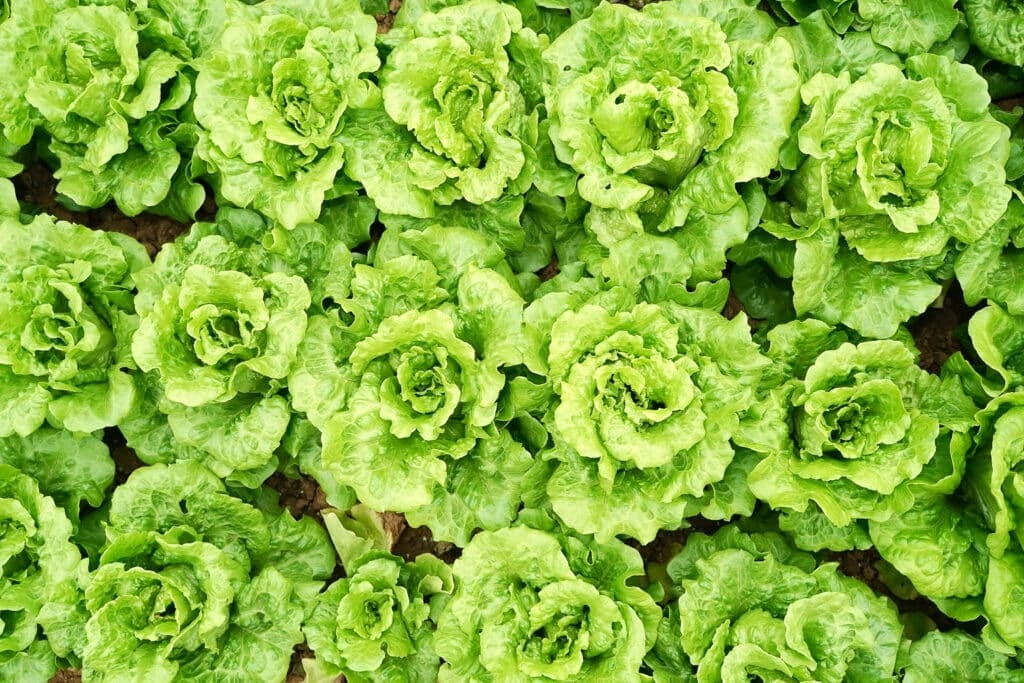 Overhead view of lush lettuce heads in a garden – A thriving bed of leafy greens, showing the full potential of homegrown salad greens.