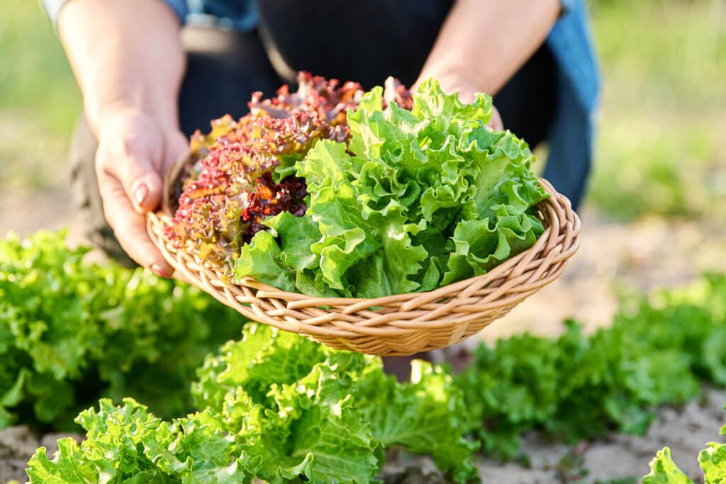 Hand harvesting mixed leafy greens into a basket – A gardener harvesting vibrant green and red lettuce from the garden, showcasing homegrown success.