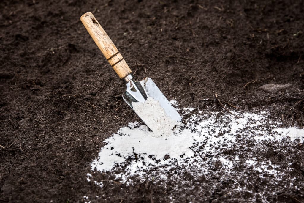 A hand trowel stuck in the soil with powdered lime spread around it.