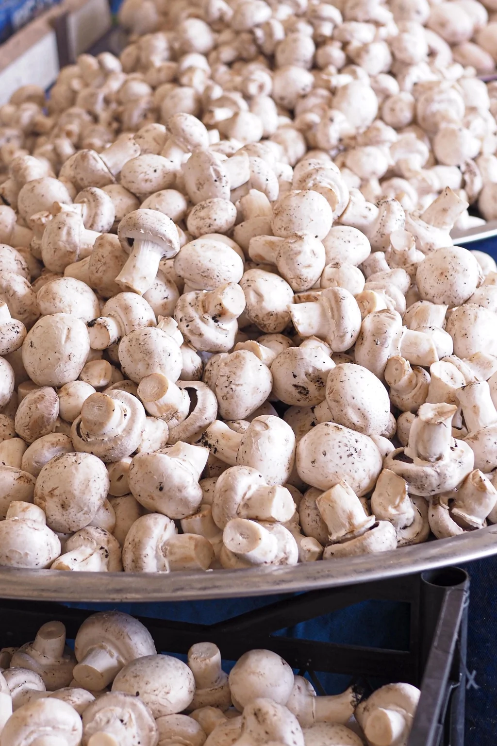 Profitable Crops for Farmers' Markets include gourmet mushrooms pictured here in this image. 