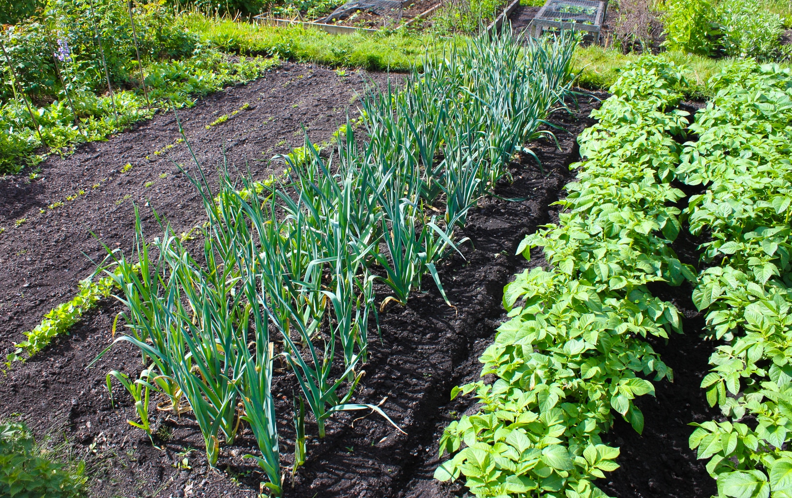 Another example of a small and simple victory garden.  We have rows of lettuce, onions, raspberries etc. 