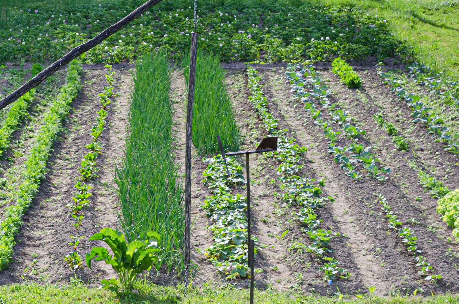 An early row victory garden in late spring with chives, lettuce and early growing strawberries. 