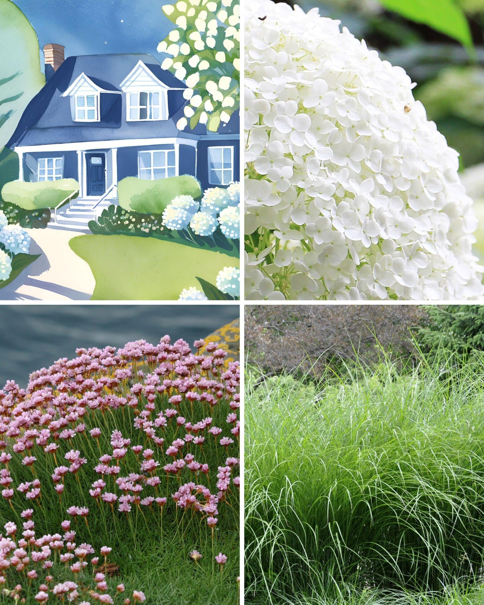 A 4 panel image with a water color painting of a navy blue cape cod style home with the adjacent panels showing the the best flowers for navy blue houses.