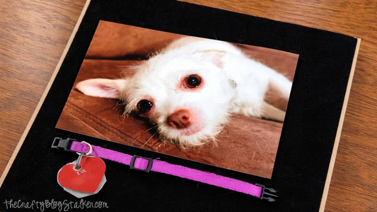 Pet memorial shadow box layout showing a printed dog photo mounted on backing with a collar and heart-shaped ID tag placed beneath it.