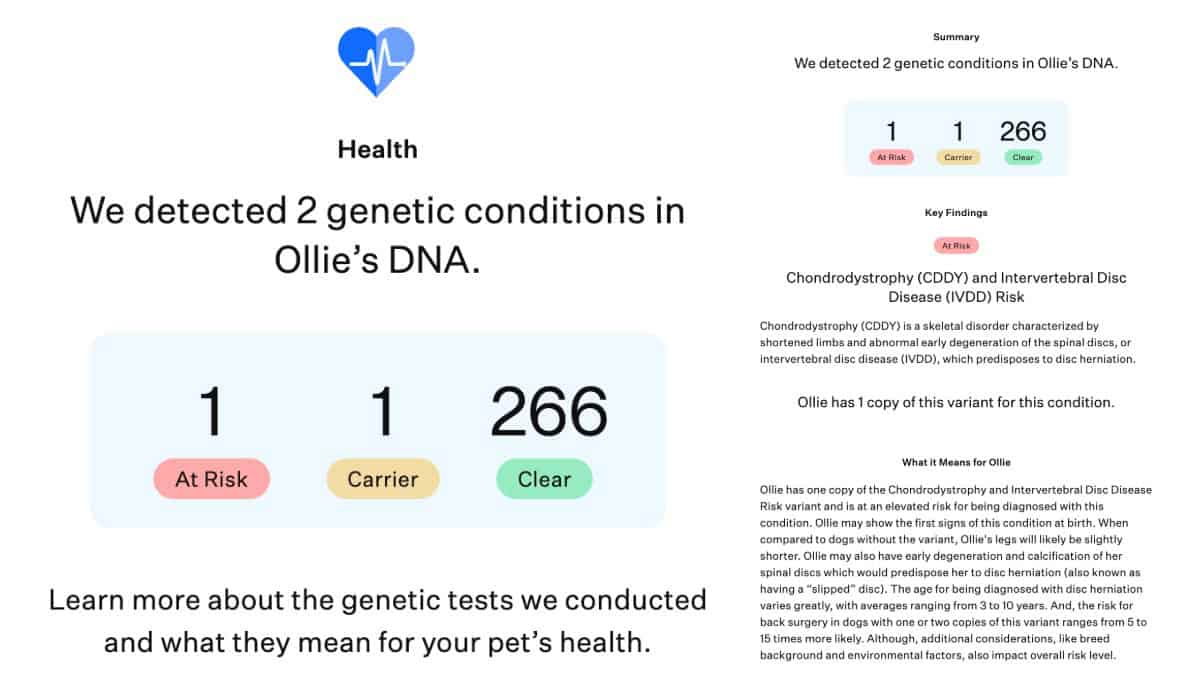 Health report screen showing Ollie's DNA results with two detected genetic conditions and a summary breakdown of at risk, carrier, and clear findings.