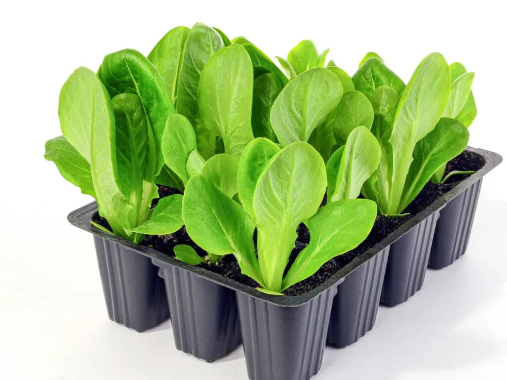 Healthy lettuce seedlings growing in a seed tray – A seedling tray filled with vibrant green lettuce starts, ready for transplanting.