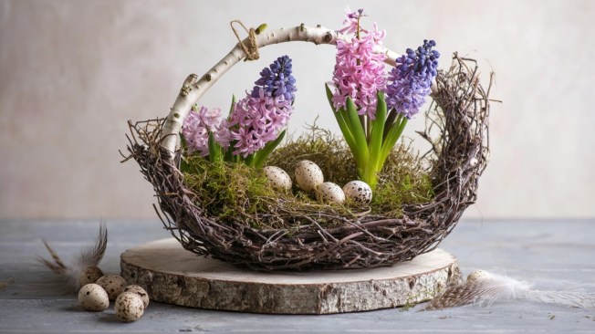 Plant basket made of birch branches with hyacinths, quail eggs and guinea fowl feathers